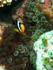 Velidhu - 2013_03_10 - IMG_0422r_Poisson clown de Clark - Amphiprion clarkii_Kuda faru_Plongee